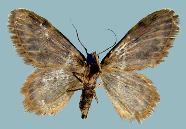 /filer/webapps/moths/media/images/R/ruficolor_Scopula_AM_ZSMb.jpg