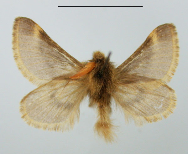 /filer/webapps/moths/media/images/R/ruficornis_Chondrostegoides_AM_TMSA.jpg