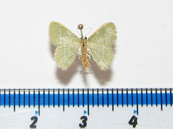 /filer/webapps/moths/media/images/R/ruficornis_Microloxia_A_Goff.jpg