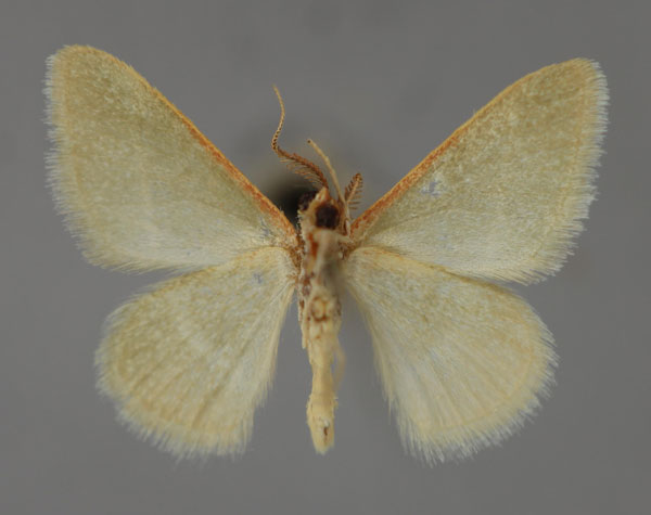 /filer/webapps/moths/media/images/R/ruficornis_Microloxia_A_ZSM_02.jpg