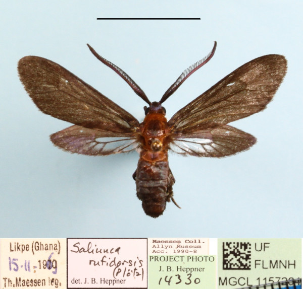 /filer/webapps/moths/media/images/R/rufidorsis_Saliunca_A_MGCLa_01.JPG