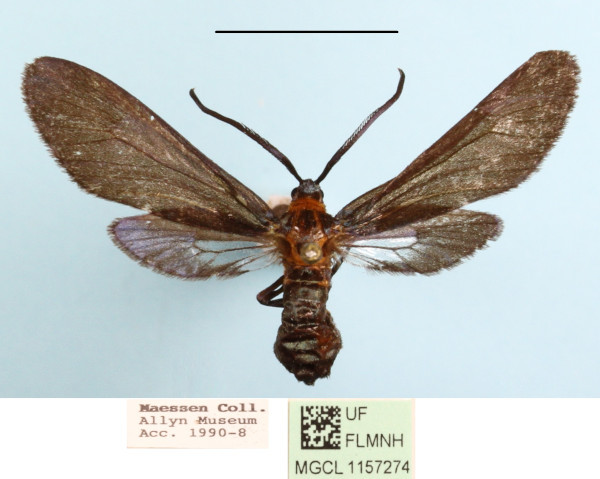 /filer/webapps/moths/media/images/R/rufidorsis_Saliunca_A_MGCLa_02.JPG