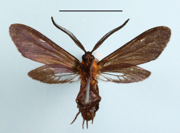 /filer/webapps/moths/media/images/R/rufidorsis_Saliunca_A_MGCLb_01.JPG