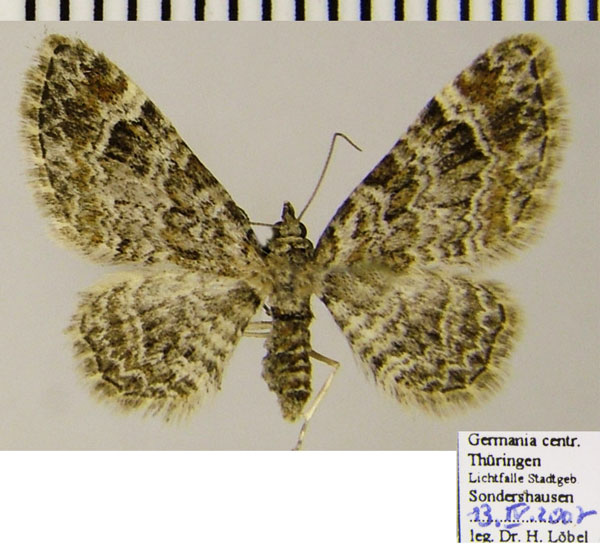 /filer/webapps/moths/media/images/R/rufifasciata_Gymnoscelis_AF_ZSM.jpg