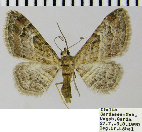 /filer/webapps/moths/media/images/R/rufifasciata_Gymnoscelis_AM_ZSMa.jpg