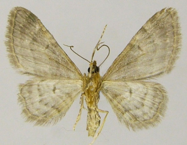 /filer/webapps/moths/media/images/R/rufifasciata_Gymnoscelis_AM_ZSMb.jpg