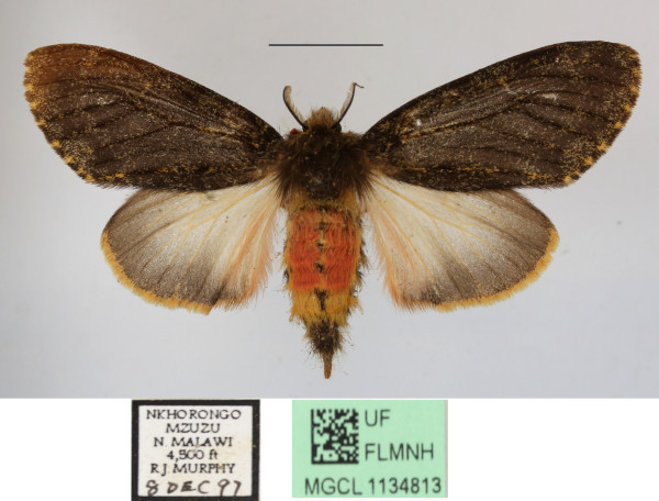 /filer/webapps/moths/media/images/R/rufifemur_Polymona_AF_MGCLa_02.jpg