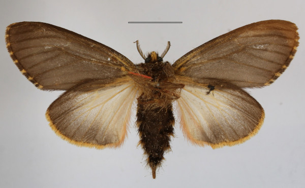 /filer/webapps/moths/media/images/R/rufifemur_Polymona_AF_MGCLb_02.jpg