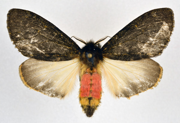 /filer/webapps/moths/media/images/R/rufifemur_Polymona_AF_NHMO.jpg