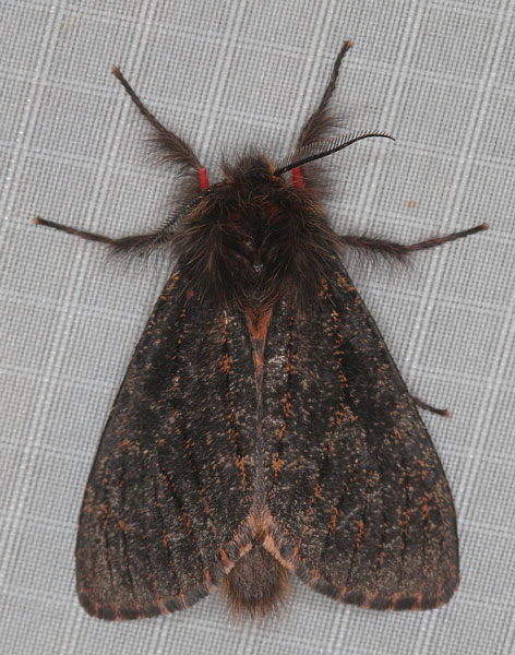 /filer/webapps/moths/media/images/R/rufifemur_Polymona_AM_Heyns_01.jpg