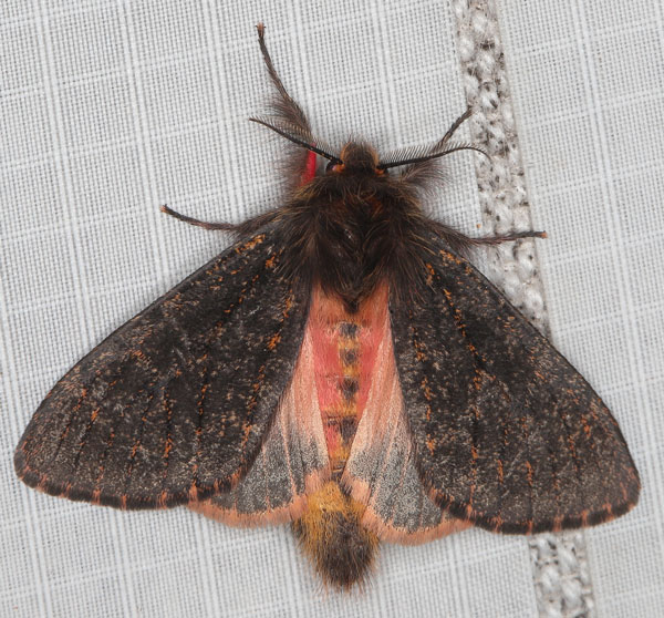 /filer/webapps/moths/media/images/R/rufifemur_Polymona_AM_Heyns_02.jpg