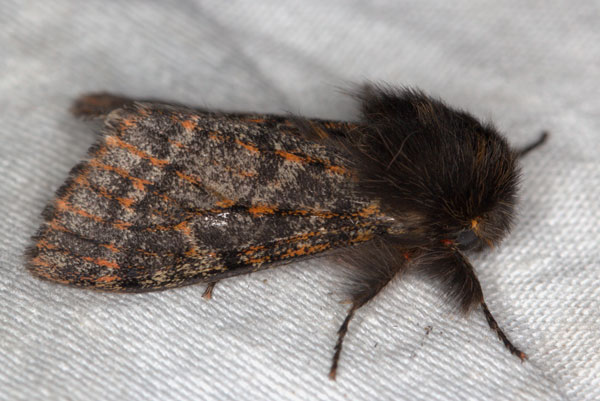 /filer/webapps/moths/media/images/R/rufifemur_Polymona_AM_Heyns_03.jpg