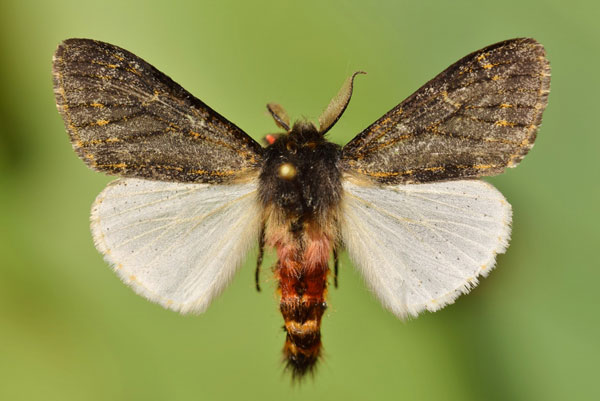 /filer/webapps/moths/media/images/R/rufifemur_Polymona_A_Butler.jpg