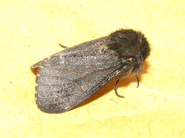/filer/webapps/moths/media/images/R/rufifemur_Polymona_A_Goff_02.jpg