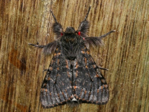 /filer/webapps/moths/media/images/R/rufifemur_Polymona_A_Roland.jpg