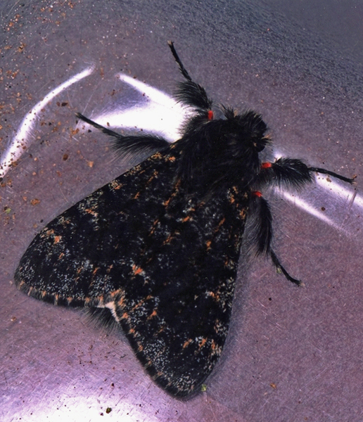 /filer/webapps/moths/media/images/R/rufifemur_Polymona_A_Roland_01.jpg