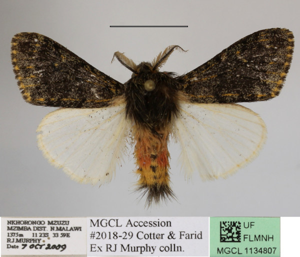 /filer/webapps/moths/media/images/R/rufifemur_Polymona_Am_MGCLb_01.jpg