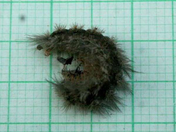 /filer/webapps/moths/media/images/R/rufifemur_Polymona_C_Sydes_01.jpg