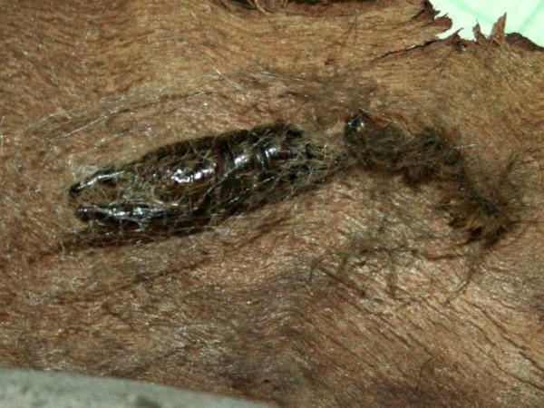 /filer/webapps/moths/media/images/R/rufifemur_Polymona_P_Sydes_02.jpg