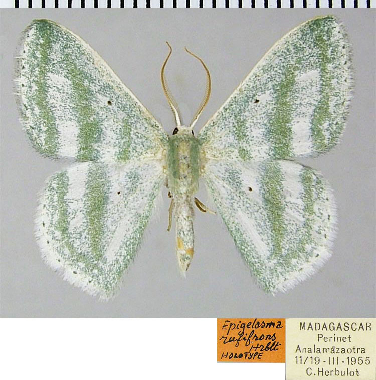 /filer/webapps/moths/media/images/R/rufifrons_Epigelasma_HT_ZSMa.jpg