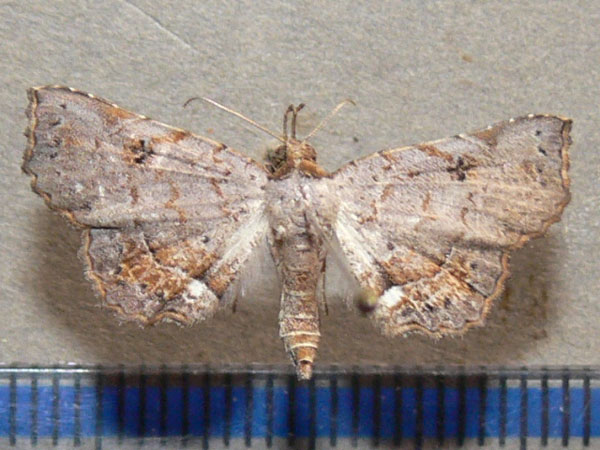 /filer/webapps/moths/media/images/R/rufifusalis_Egnasia_A_Goff.jpg