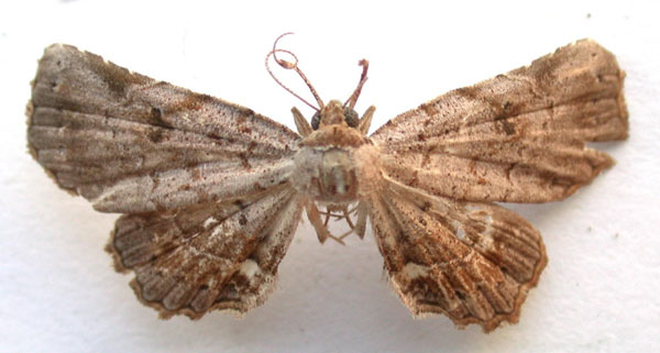 /filer/webapps/moths/media/images/R/rufifusalis_Egnasia_A_Revell_01.jpg