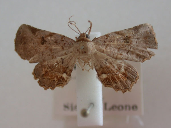 /filer/webapps/moths/media/images/R/rufifusalis_Egnasia_A_Revell_02.jpg