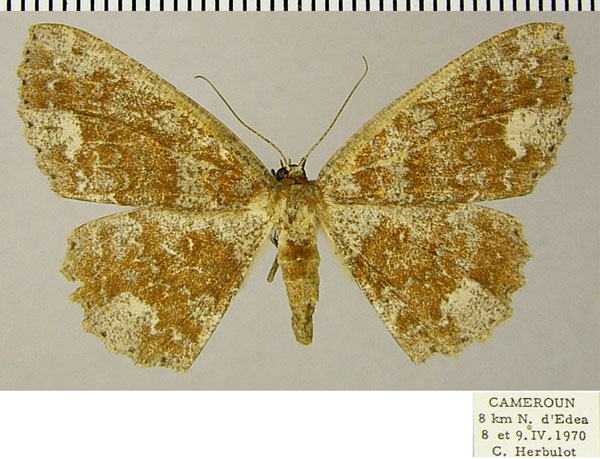 /filer/webapps/moths/media/images/R/rufigrisea_Geolyces_AF_ZSM.jpg