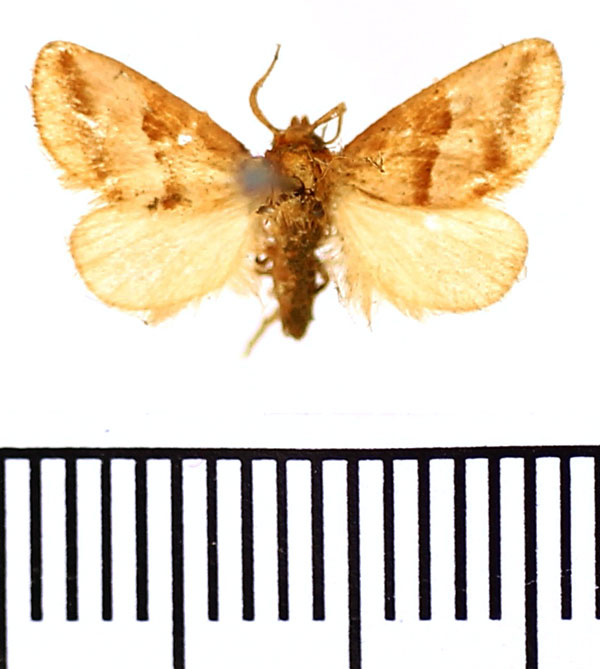 /filer/webapps/moths/media/images/R/rufilinea_Halseyia_AM_BMNH.jpg