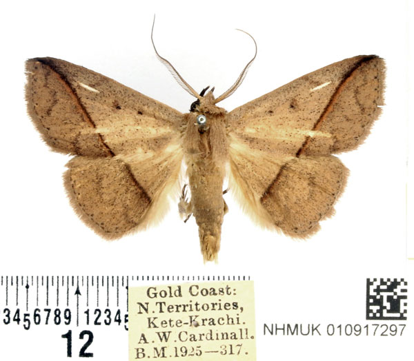 /filer/webapps/moths/media/images/R/rufilinea_Ugia_AM_BMNH.jpg