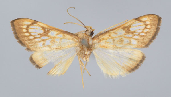 /filer/webapps/moths/media/images/R/rufilinealis_Chalcidoptera_ST_BMNH.jpg