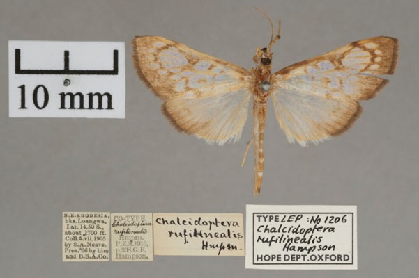 /filer/webapps/moths/media/images/R/rufilinealis_Chalcidoptera_ST_OUMNH.01.jpg