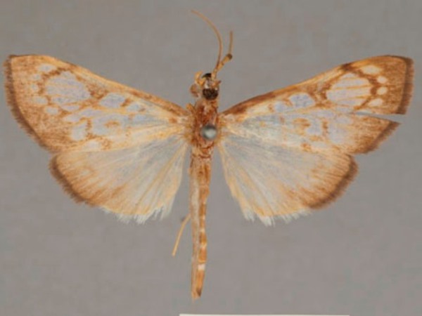 /filer/webapps/moths/media/images/R/rufilinealis_Chalcidoptera_ST_OUMNHa.01.jpg