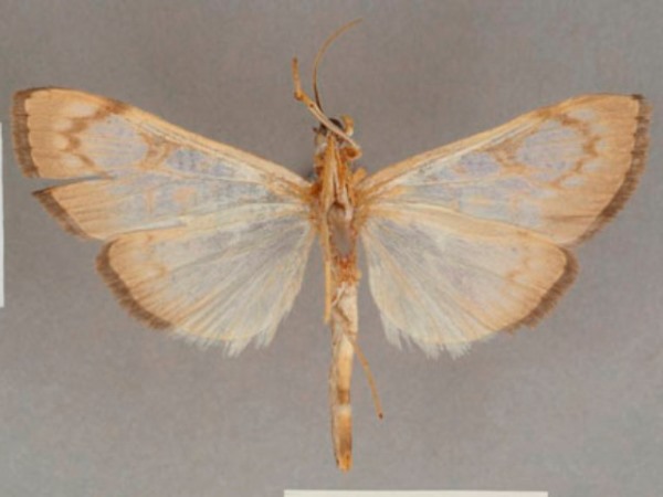 /filer/webapps/moths/media/images/R/rufilinealis_Chalcidoptera_ST_OUMNHb.01.jpg