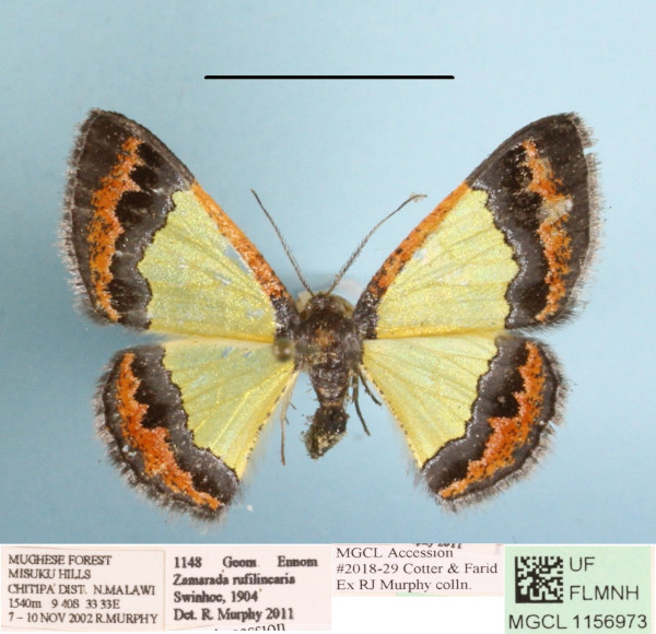 /filer/webapps/moths/media/images/R/rufilinearia_Zamarada_AF_MGCLa_02.JPG