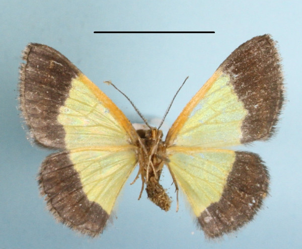 /filer/webapps/moths/media/images/R/rufilinearia_Zamarada_AF_MGCLb_02.JPG