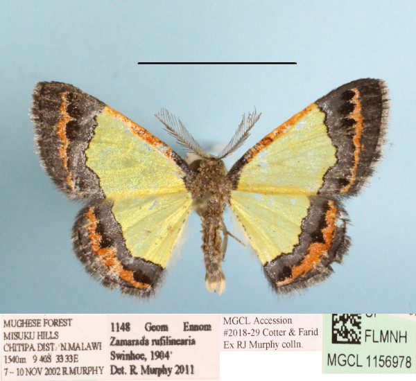 /filer/webapps/moths/media/images/R/rufilinearia_Zamarada_AM_MGCLa_01.JPG