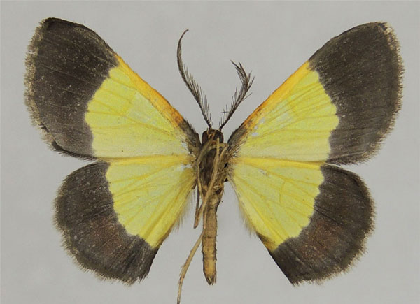 /filer/webapps/moths/media/images/R/rufilinearia_Zamarada_AM_ZSMb.jpg