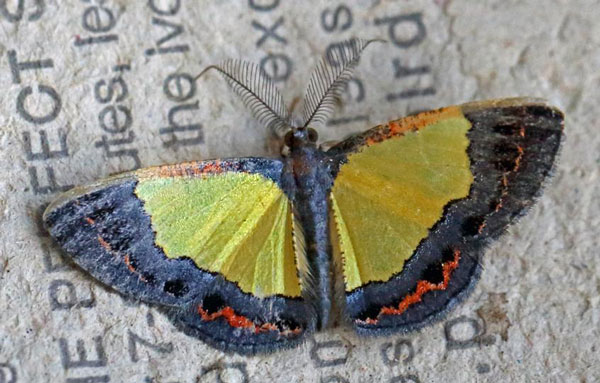 /filer/webapps/moths/media/images/R/rufilinearia_Zamarada_A_Voaden.jpg