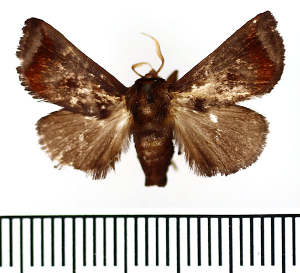 /filer/webapps/moths/media/images/R/rufimacula_Thosea_AM_BMNH.jpg
