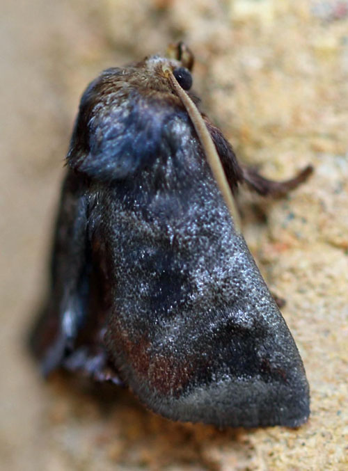 /filer/webapps/moths/media/images/R/rufimacula_Thosea_A_Voaden.jpg