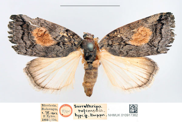 /filer/webapps/moths/media/images/R/rufimedia_Sarrothripus_HT_NHMUK.jpg