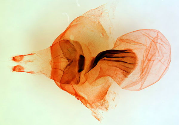 /filer/webapps/moths/media/images/R/rufimixta_Hyssia_GFHT_BMNH_2105.jpg
