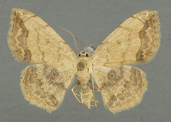 /filer/webapps/moths/media/images/R/rufinubes_Scopula_AF_TMSA.jpg