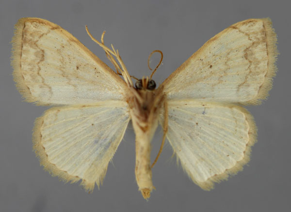 /filer/webapps/moths/media/images/R/rufinubes_Scopula_A_ZSM_02.jpg