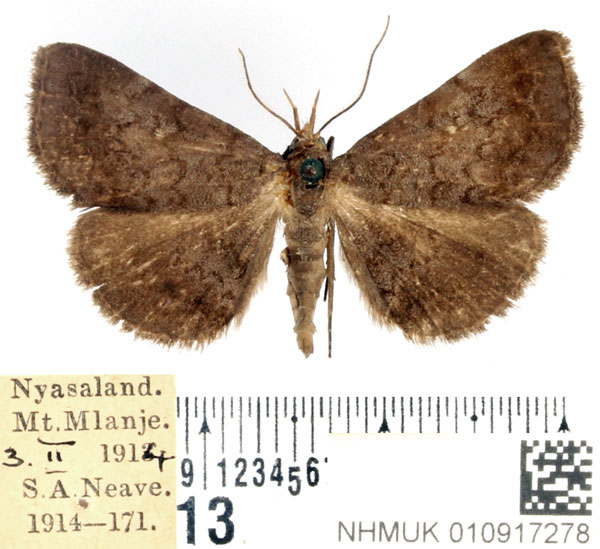 /filer/webapps/moths/media/images/R/rufipalpis_Mecodina_AM_BMNH.jpg