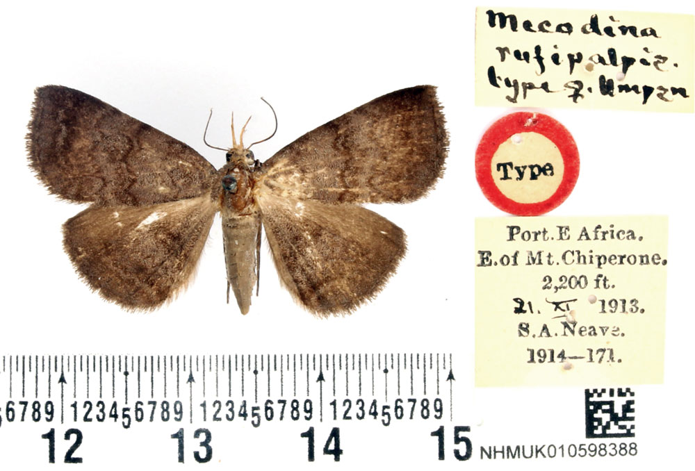 /filer/webapps/moths/media/images/R/rufipalpis_Mecodina_HT_BMNH.jpg