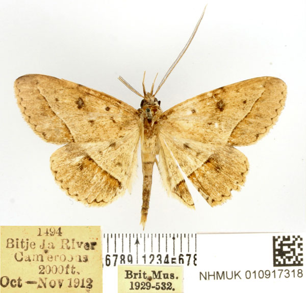 /filer/webapps/moths/media/images/R/rufipennis_Tatorinia_AM_BMNH.jpg