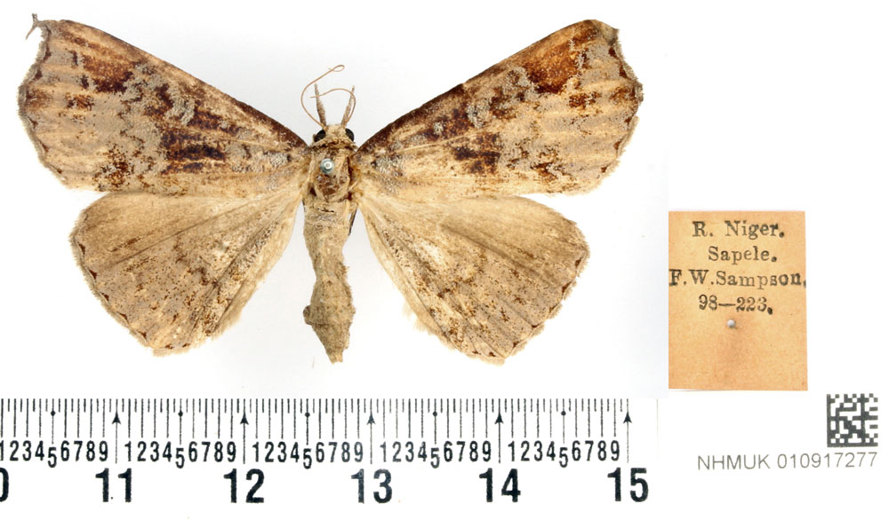 /filer/webapps/moths/media/images/R/rufipicta_Drepanopses_STF_BMNH.jpg
