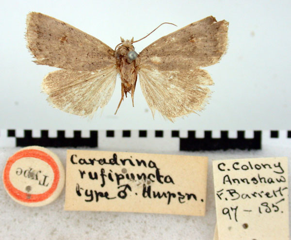 /filer/webapps/moths/media/images/R/rufipuncta_Caradrina_HT_BMNH.jpg